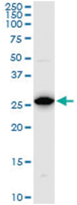 PSMA8, Mouse, Clone: 5A8, Abnova 200&mu;L; Unlabeled:Antibodies, Monoclonal