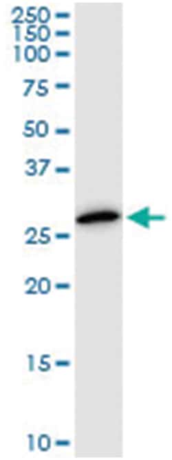 PSMA8, Mouse, Clone: 5A8, Abnova 200&mu;L; Unlabeled:Antibodies, Monoclonal