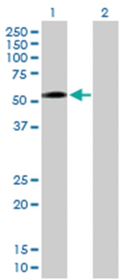 zinc finger protein 563, Mouse, Purified MaxPab Polyclonal Antibody, Abnova