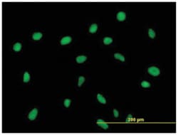 zinc finger protein 563, Mouse, Purified MaxPab Polyclonal Antibody, Abnova