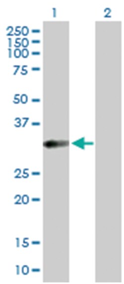 hemochromatosis type 2 (juvenile), Rabbit, Purified MaxPab Polyclonal Antibody,