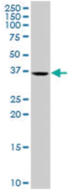 hemochromatosis type 2 (juvenile), Rabbit, Purified MaxPab Polyclonal Antibody,