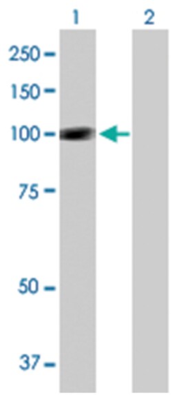 salt-inducible kinase 1, Mouse, Purified MaxPab™ Polyclonal Antibody, Abnova™