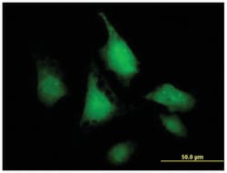 salt-inducible kinase 1, Mouse, Purified MaxPab&trade; Polyclonal Antibody, Abnova&trade;