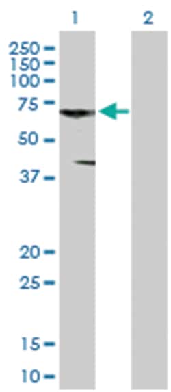 CNKSR3, Mouse, Purified MaxPab Polyclonal Antibody, Abnova 50&mu;g; Unlabeled:Antibodies,