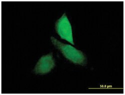 CNKSR3, Mouse, Purified MaxPab Polyclonal Antibody, Abnova 50&mu;g; Unlabeled:Antibodies,