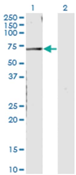 CNKSR3, Mouse, Clone: 4A11, Abnova&trade;
