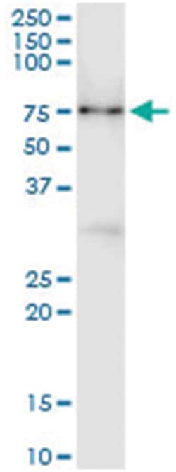 CNKSR3, Mouse, Clone: 4A11, Abnova&trade;