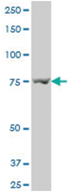 angiomotin, Mouse, Polyclonal Antibody, Abnova 50&mu;L; Unlabeled:Antibodies,