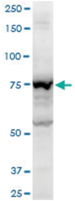 angiomotin, Mouse, Polyclonal Antibody, Abnova 50&mu;L; Unlabeled:Antibodies,