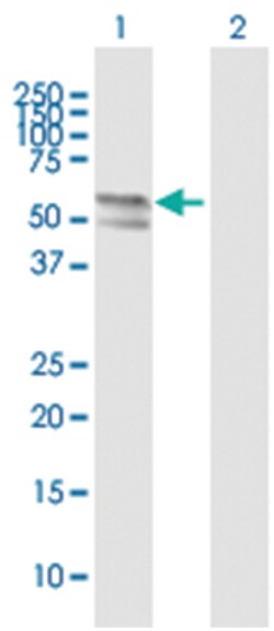 transmembrane protease, serine 6, Mouse, Purified MaxPab Polyclonal Antibody,