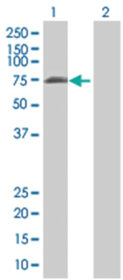 LON peptidase N-terminal domain and ring finger 2, Mouse, Polyclonal Antibody,