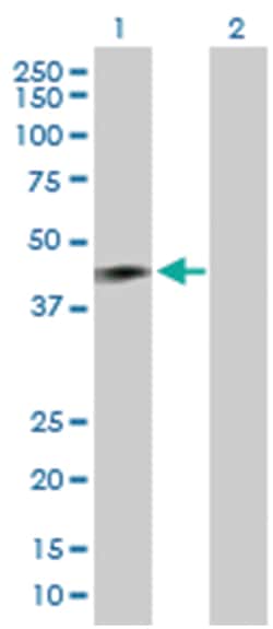 ring finger protein 133, Rabbit, Purified MaxPab Polyclonal Antibody, Abnova 100 &mu;g | Buy Online | Abnova | Fisher Scientific