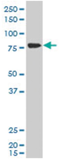 eukaryotic translation initiation factor 2C, 3, Mouse, Polyclonal Antibody, Abnova 50 &mu;L | Buy Online | Abnova Corporation | Fisher Scientific