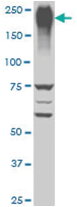ubiquitin protein ligase E3 component n-recognin 1, Mouse, Polyclonal Antibody,