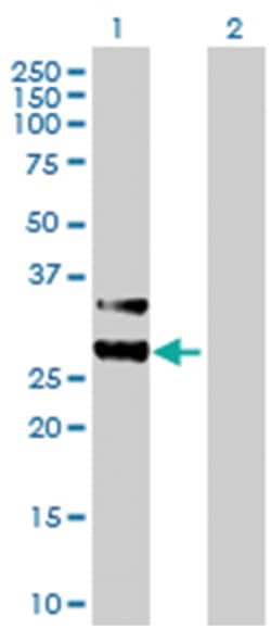 MTIF3, Mouse, Purified MaxPab Polyclonal Antibody, Abnova 50&mu;g; Unlabeled:Antibodies,
