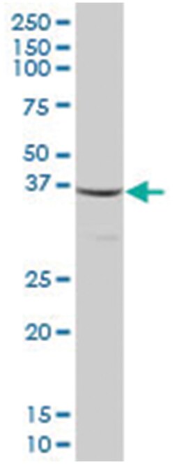 MTIF3, Mouse, Purified MaxPab Polyclonal Antibody, Abnova 50&mu;g; Unlabeled:Antibodies,