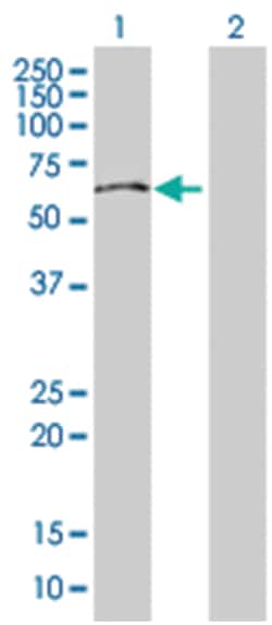 MAS-related GPR, member F, Mouse, Polyclonal Antibody, Abnova 50&mu;L;