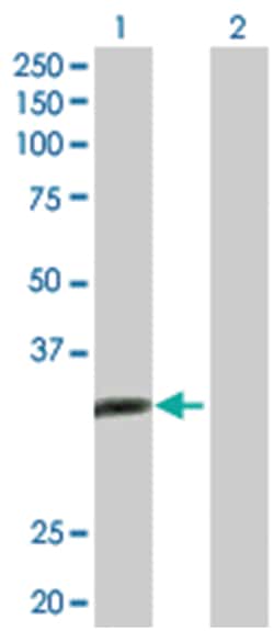 alkB, alkylation repair homolog 3 (E. coli), Rabbit, Purified MaxPab Polyclonal