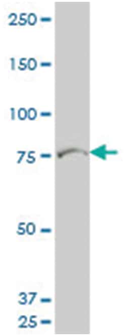 ligand of numb-protein X 2, Mouse, Polyclonal Antibody, Abnova 50 &mu;L | Buy Online | Abnova Corporation | Fisher Scientific