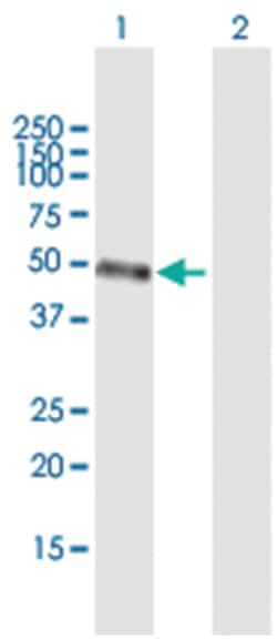 SH3 and cysteine rich domain 3, Mouse, Purified MaxPab Polyclonal Antibody,