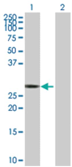 rapamycin-insensitive companion of mTOR, Rabbit, Purified MaxPab Polyclonal