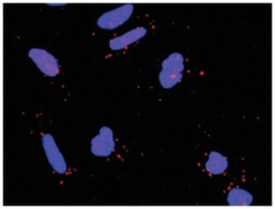 rapamycin-insensitive companion of mTOR, Rabbit, Purified MaxPab Polyclonal