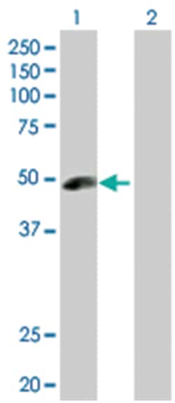 angiopoietin-like 5, Rabbit, Purified MaxPab Polyclonal Antibody, Abnova