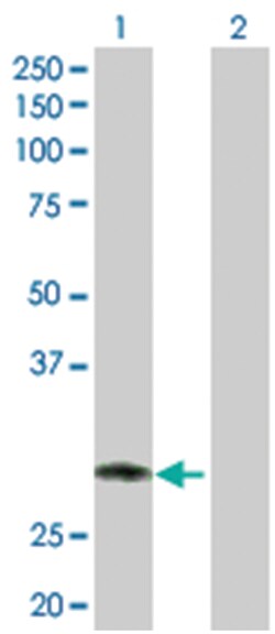 ring finger protein 144B, Rabbit, Purified MaxPab Polyclonal Antibody, Abnova 100 &mu;g | Buy Online | Abnova Corporation | Fisher Scientific