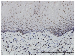 pancreas specific transcription factor, 1a, Mouse, Clone: 1A2, Abnova 100&mu;g;