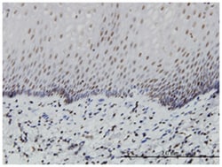 pancreas specific transcription factor, 1a, Mouse, Clone: 1A2, Abnova 100&mu;g;
