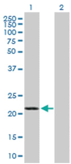 germinal center expressed transcript 2, Mouse, Purified MaxPab Polyclonal Antibody, Abnova 50 &mu;g | Buy Online | Abnova | Fisher Scientific