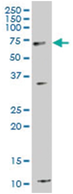 sorting nexin 33 (A01), Mouse anti-Human, Polyclonal Antibody, Abnova 50&mu;L;