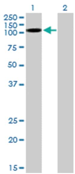 kinase suppressor of ras 2, Mouse, Purified MaxPab Polyclonal Antibody,