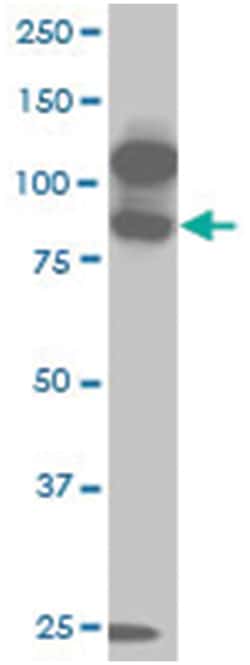 kinase suppressor of ras 2, Mouse, Clone: 6C9, Abnova 100&mu;g; Unlabeled:Antibodies,