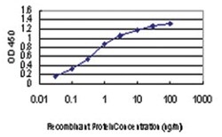 kinase suppressor of ras 2, Mouse, Clone: 6C9, Abnova 100&mu;g; Unlabeled:Antibodies,