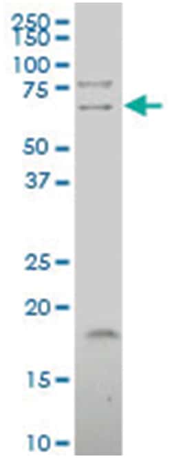 tRNA splicing endonuclease 54 homolog (S. cerevisiae), Mouse, Polyclonal