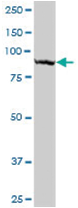 tubulin tyrosine ligase-like family, member 6, Mouse, Purified MaxPab Polyclonal