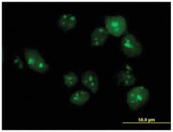 tubulin tyrosine ligase-like family, member 6, Mouse, Purified MaxPab Polyclonal