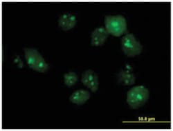 tubulin tyrosine ligase-like family, member 6, Mouse, Purified MaxPab Polyclonal
