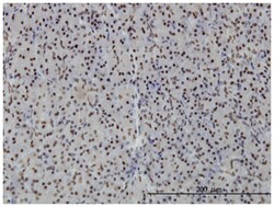 polymerase I and transcript release factor, Mouse, Clone: 1F7, Abnova 100&mu;g;