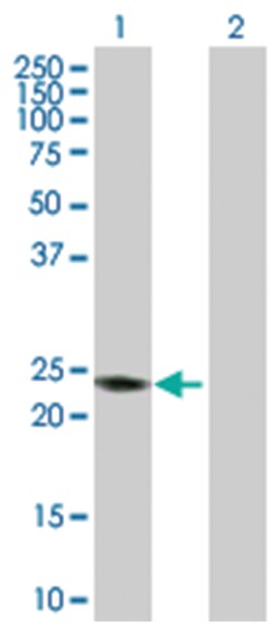 RAB7B, member RAS oncogene family, Rabbit, Purified MaxPab Polyclonal Antibody,