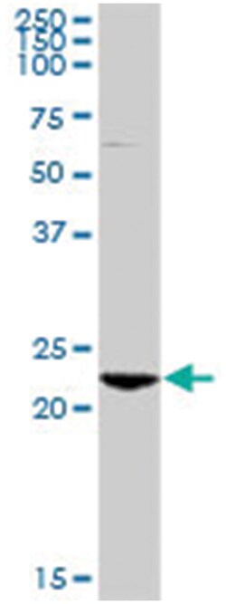 RAB7B, member RAS oncogene family, Rabbit, Purified MaxPab Polyclonal Antibody,
