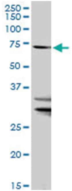 solute carrier family 27 (fatty acid transporter), member 1, Rabbit, Purified