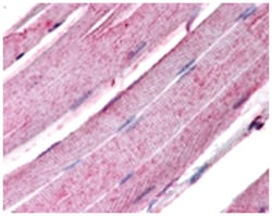 Myog, Mouse, Clone: 5FD, Abnova 100&mu;g; Unlabeled:Antibodies, Monoclonal