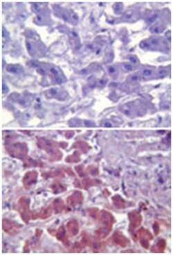 TRL6, Mouse, Clone: 86B1153.2, Abnova 100&mu;g; Unlabeled:Antibodies, Monoclonal