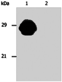 HLA-DR/HLA-DP, Mouse, Clone: MEM-136, Abnova 100&mu;g; Unlabeled:Antibodies,