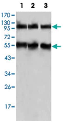 PEG10, Mouse, Clone: 4C10A7, Abnova 100&mu;L; Unlabeled:Antibodies, Monoclonal