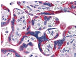 PEG10, Mouse, Clone: 4C10A7, Abnova 100&mu;L; Unlabeled:Antibodies, Monoclonal