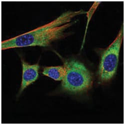 PHB, Mouse, Clone: 5H7, Abnova 100 &mu;L | Buy Online | Abnova | Fisher Scientific